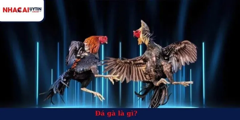 Đá gà là gì?
