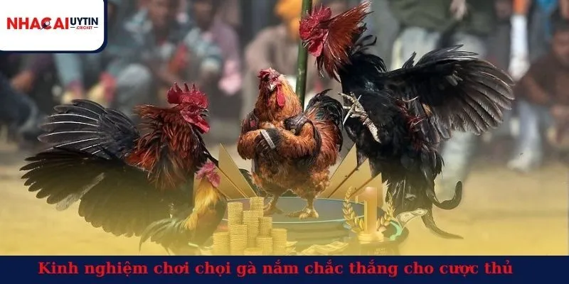Kinh nghiệm chơi chọi gà nắm chắc thắng cho cược thủ